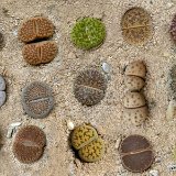 Lithops mix (picture is not contractual) 10 mixed species 5.5-8.5cm